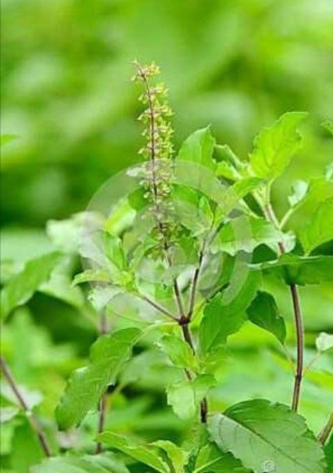 Tulasi